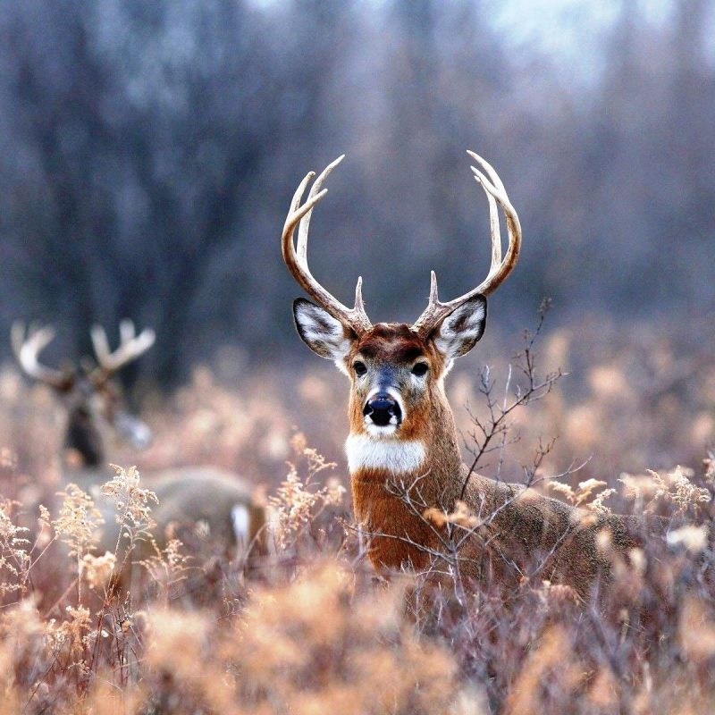 10 Top White Tailed Deer Wallpaper FULL HD 1080p For PC Background 2021 free download deer wallpaper luxury white tailed deer in jungle hd wallpapers hd 800x800