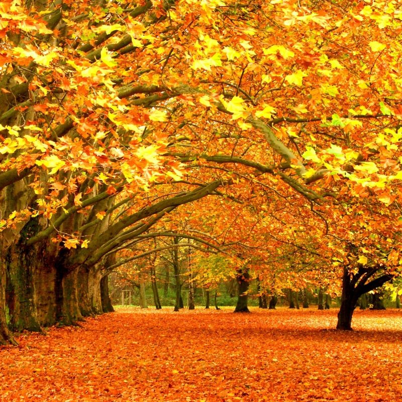 10 Best Hd Wallpapers Nature Fall FULL HD 1920×1080 For PC Background 2023 free download desktop wallpaper nature autumn widescreen 2 hd wallpapers 800x800
