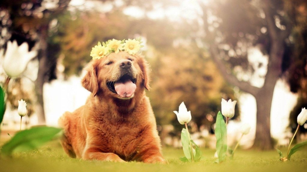10 Top Dog Backgrounds For Computer FULL HD 1080p For PC Background 2024 free download dog desktop backgrounds wallpaper cave 1024x576