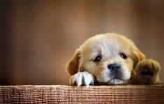 dog wallpapers, hd puppy wallpaper, free dog wallpapers