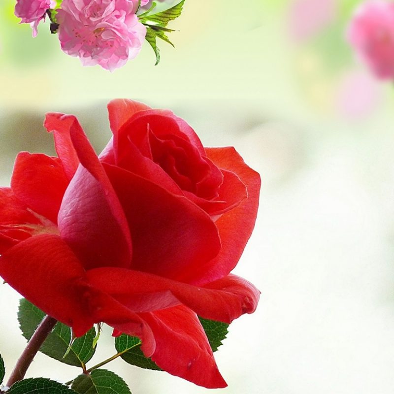 10 Best Rose Flower Images Free Download Hd Full Hd 1080p For Pc Desktop