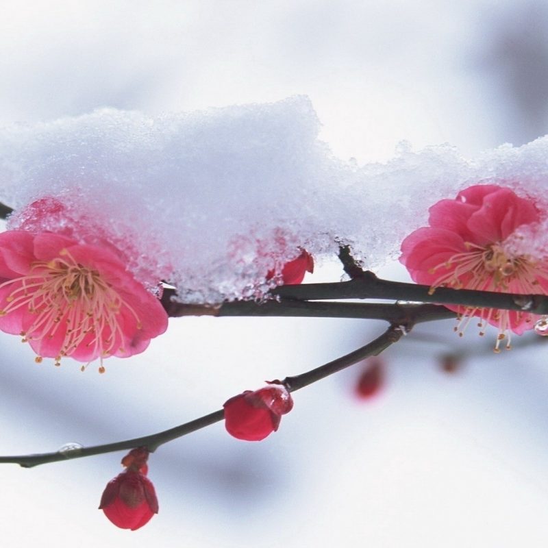 10 Most Popular Winter Flowers Wallpaper Backgrounds FULL HD 1080p For PC Desktop 2024 free download download wallpaper 1920x1080 flower plant pink snow winter full 800x800