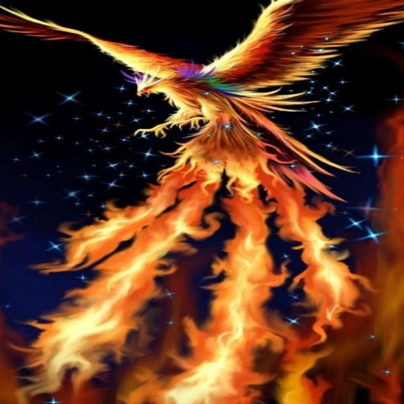 10 Top Cool Phoenix Bird Wallpaper FULL HD 1080p For PC Desktop 2024 free download downloads picture phoenix bird x phoenix images wallpapers 800x800