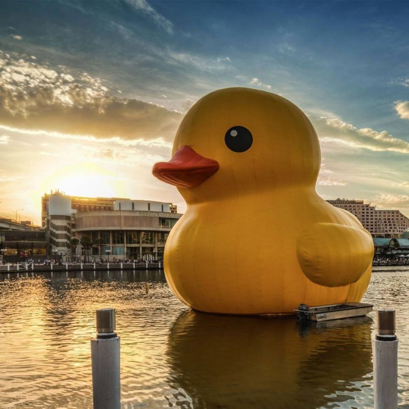 10 Top Rubber Duck Wall Paper FULL HD 1080p For PC Background 2021 free download duck hd wallpaper 800x800