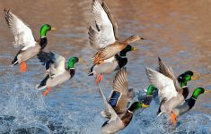 duck hunting wallpapers free download | pixelstalk