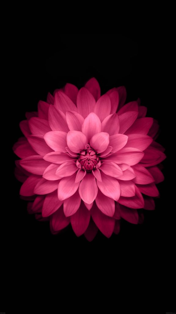 10 Top Black And Pink Flower Wallpaper FULL HD 1080p For PC Background 2024 free download e28691e28691tap and get the free app nature pink flower black stylish 576x1024