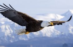 eagle wallpapers free download group (89+)