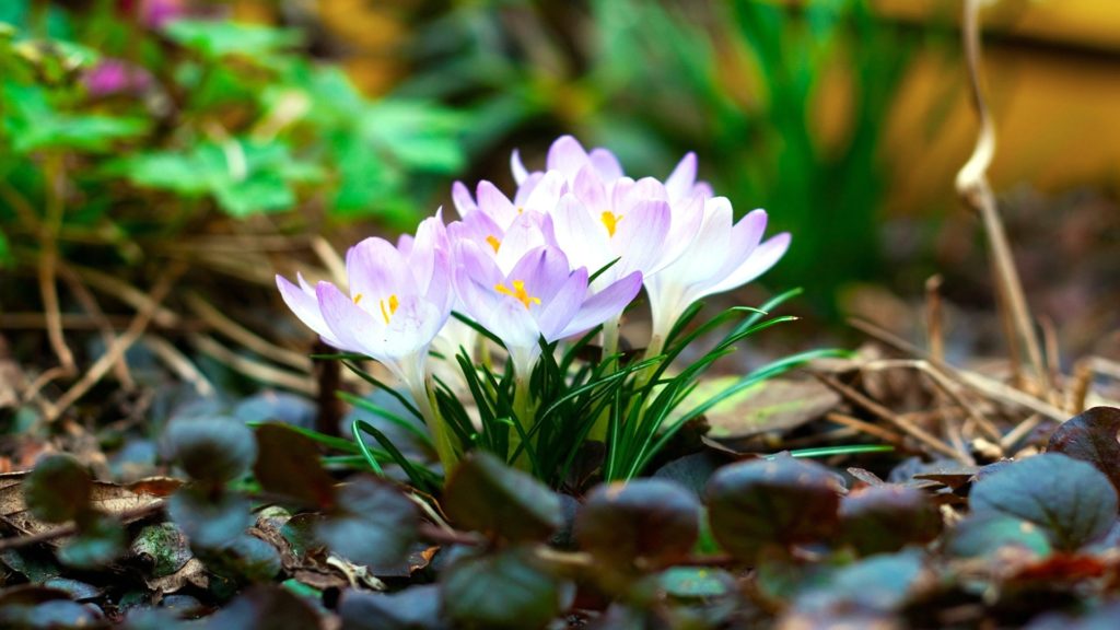 10 Top Early Spring Pictures Desktop Background FULL HD 1920×1080 For PC Background 2024 free download early spring wallpaper 52 images 1024x576