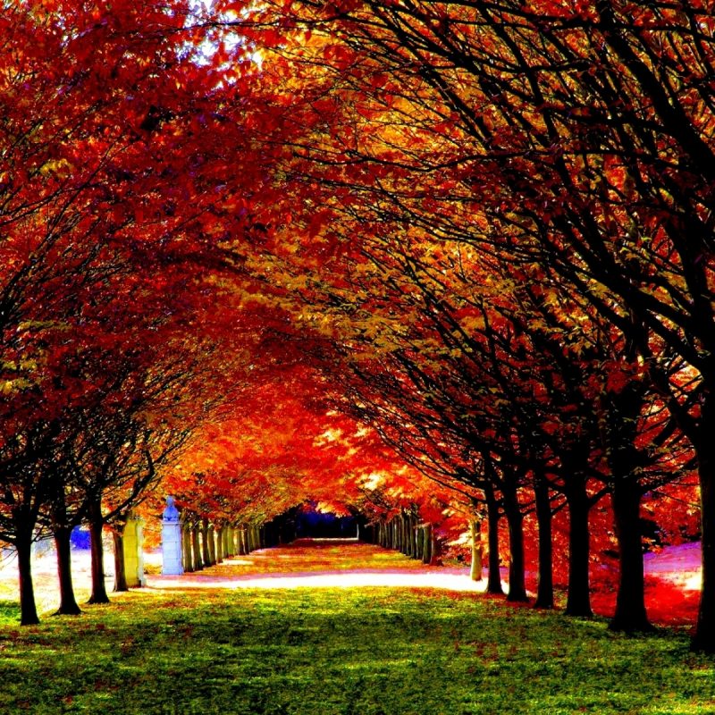 10 Best Computer Wallpaper Nature Fall FULL HD 1920×1080 For PC Background 2024 free download earth fall season nature leaf tunnel path hdr wallpaper luoghi da 1 800x800
