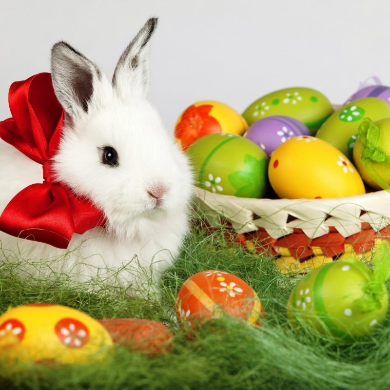 10 Most Popular Free Easter Wallpaper For Computers FULL HD 1080p For PC Background 2024 free download easter bunny desktop wallpaper free 6931815 800x800