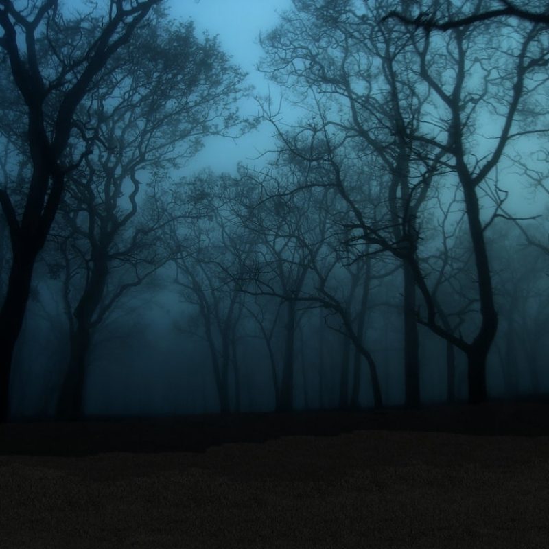 10 Most Popular Dark Enchanted Forest Background FULL HD 1920×1080 For PC Background 2024 free download enchanted forest 01madamem stock on deviantart 800x800