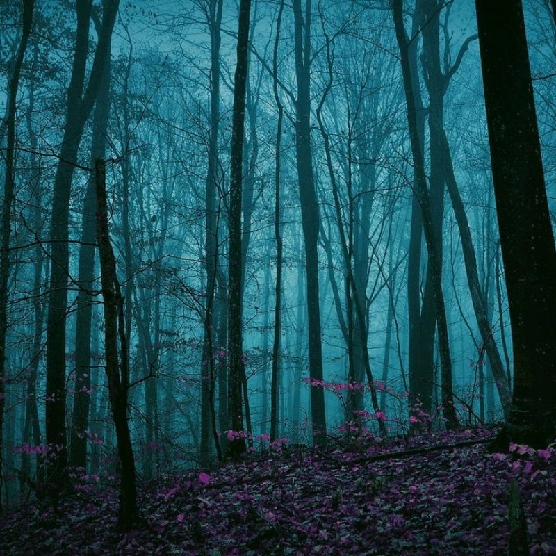 10 Most Popular Dark Enchanted Forest Background FULL HD 1920×1080 For ...