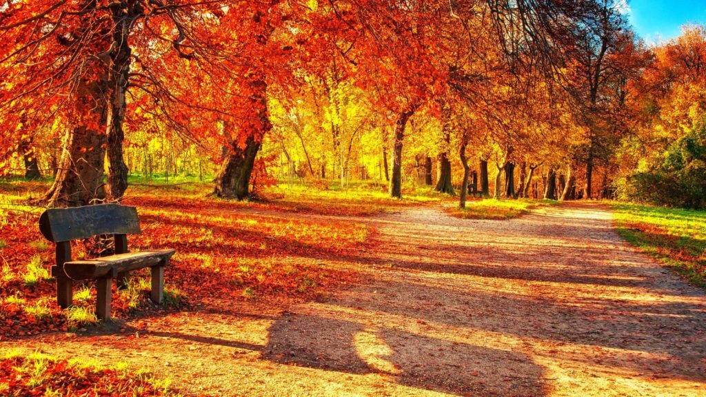 10 Top Fall Leaves Wallpaper For Desktop FULL HD 1080p For PC Background 2024 free download fall foliage wallpaper for desktop 1024x576