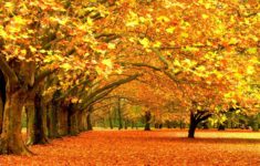 fall foliage wallpapers for desktop - wallpaper cave