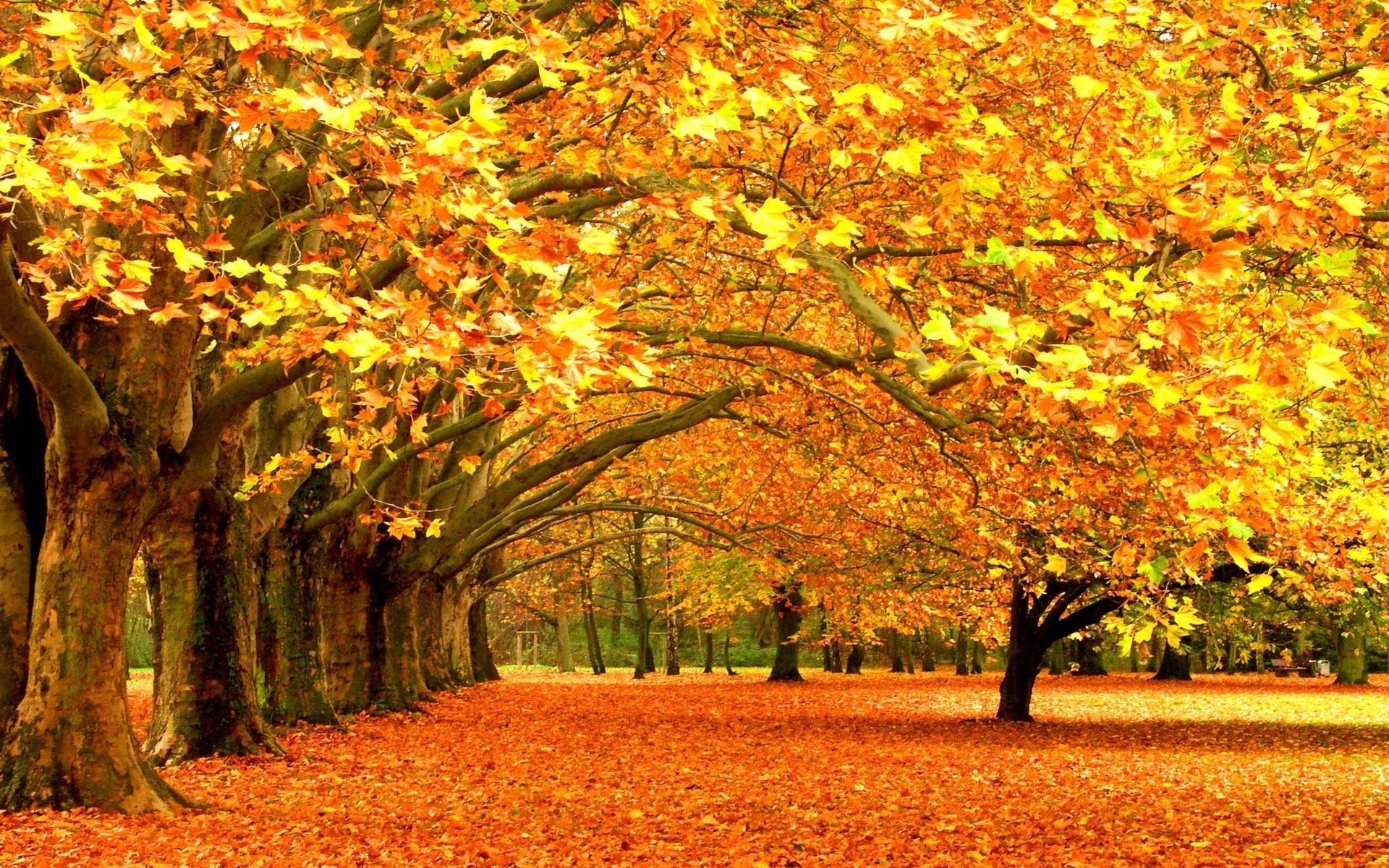 fall foliage wallpapers for desktop - wallpaper cave