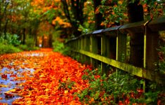 fall foliage wallpapers hd | pixelstalk