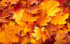 fall leaves backgrounds - wallpaper cave