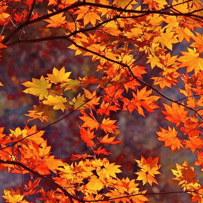 10 Most Popular Fall Foliage Wall Paper FULL HD 1080p For PC Background 2021 free download fall leaves schaffer company realtors wallpaper hd of computer 800x800