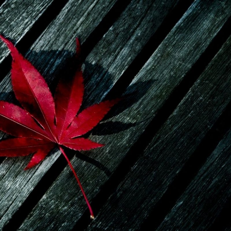 10 Best Red Fall Leaves Wallpaper FULL HD 1920×1080 For PC Desktop 2024 free download fall leaves wallpaper 800x800