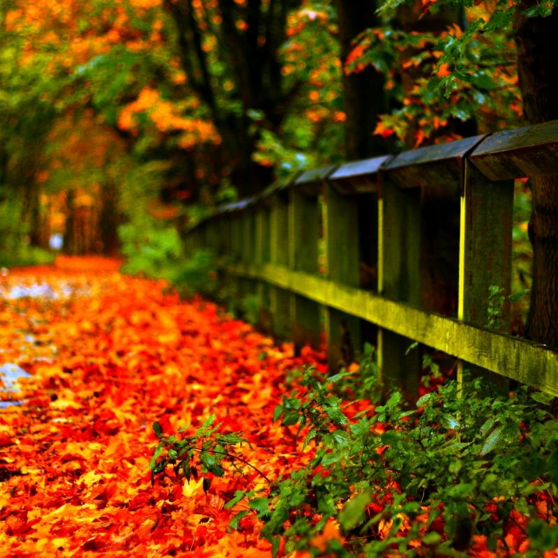 10 Top Autumn Leaves Wallpaper Widescreen FULL HD 1080p For PC Background 2023 free download %name