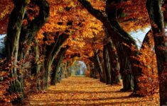 fall trees wallpaper (70+ images)