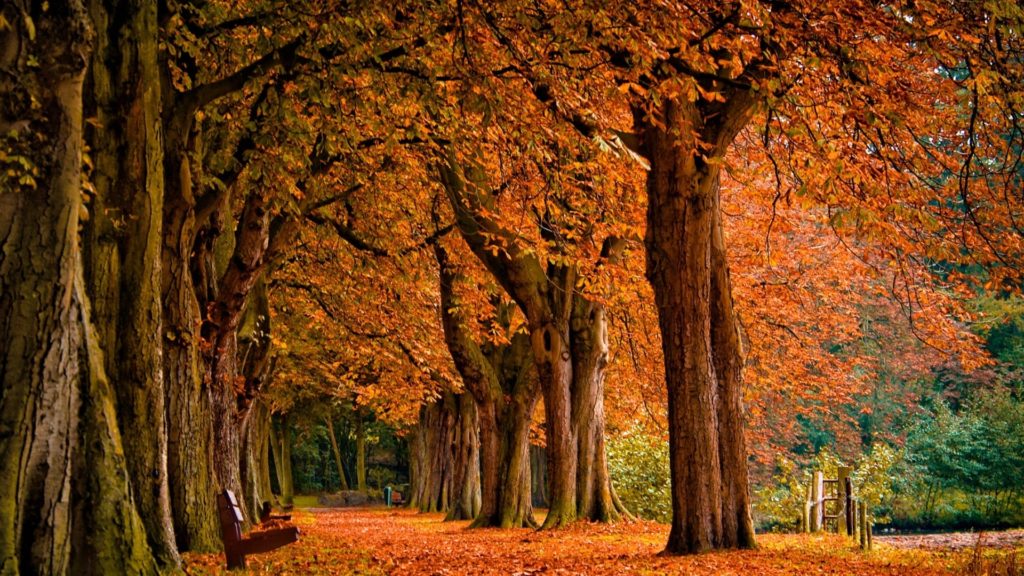 10 Best Autumn Images For Desktop FULL HD 1080p For PC Background 2024 free download fall wallpapers hd media file pixelstalk 1024x576