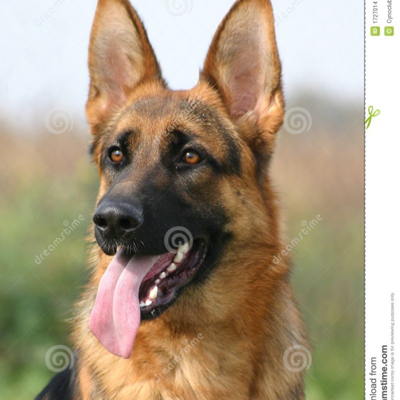 10 Latest Cool German Shepherd Pictures FULL HD 1080p For PC Background 2021 free download female german shepherd stock photo image of alert mammal 1727014 800x800