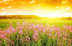 field of flowers wallpapers - wallpaper cave