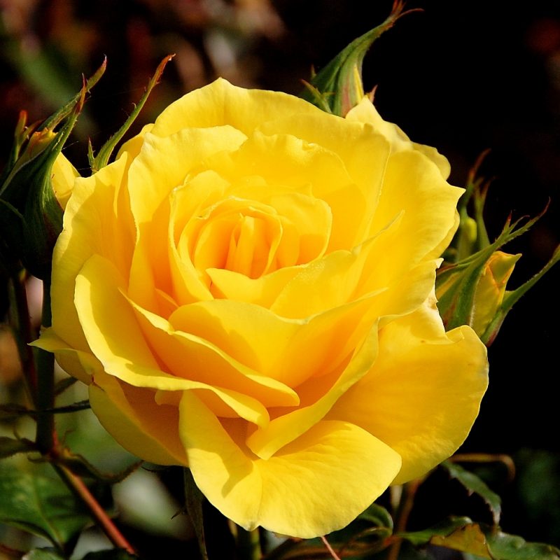 10 New Pics Of Yellow Rose FULL HD 1920×1080 For PC Desktop 2024 free download filea yellow rose wikimedia commons 800x800
