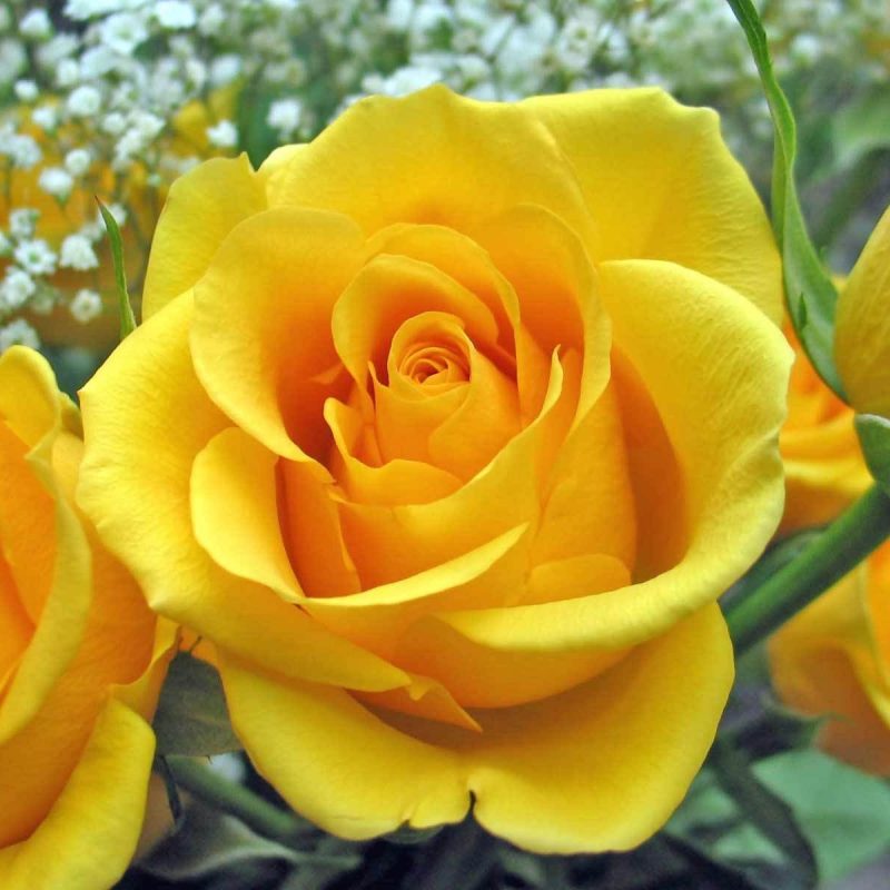 10 New Pics Of Yellow Rose FULL HD 1920×1080 For PC Desktop 2024 free download fileawesome yellow rose wikimedia commons 800x800