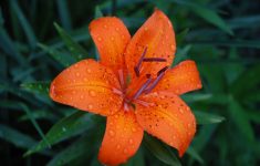 file:nln tiger lily - wikimedia commons