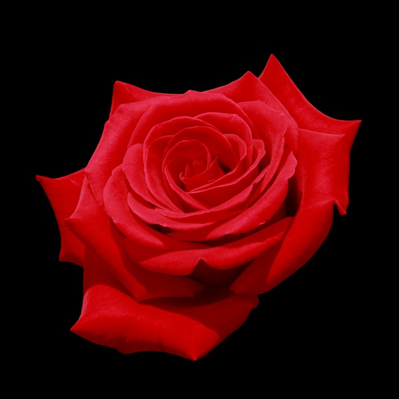 10 Latest Red Roses Black Background FULL HD 1080p For PC Background 2021 free download filered rose with black background ii wikimedia commons 800x800