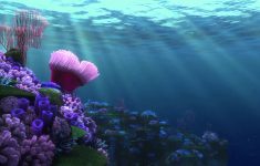 finding nemo - screensaver (coral reef 1) - youtube