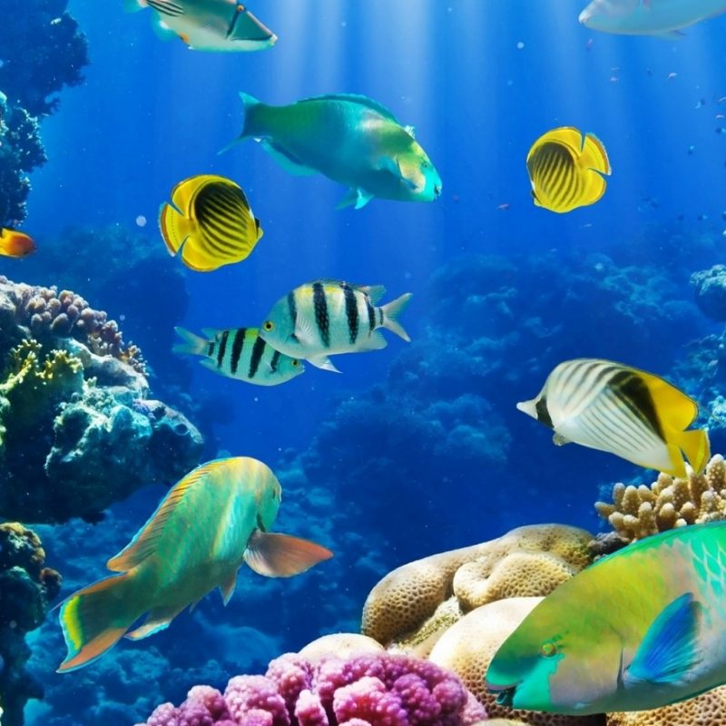 10 Top Tropical Fish Wallpaper Hd FULL HD 1920×1080 For PC Desktop 2023 free download fish wallpaper tropical fish full hd wallpaper and background x 800x800