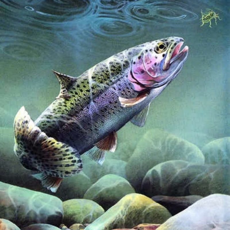 10 Most Popular Fly Fishing Iphone Wallpaper FULL HD 1080p For PC Background 2024 free download fishing wallpaper for iphone fly fishing trout wallpaper art fly 800x800