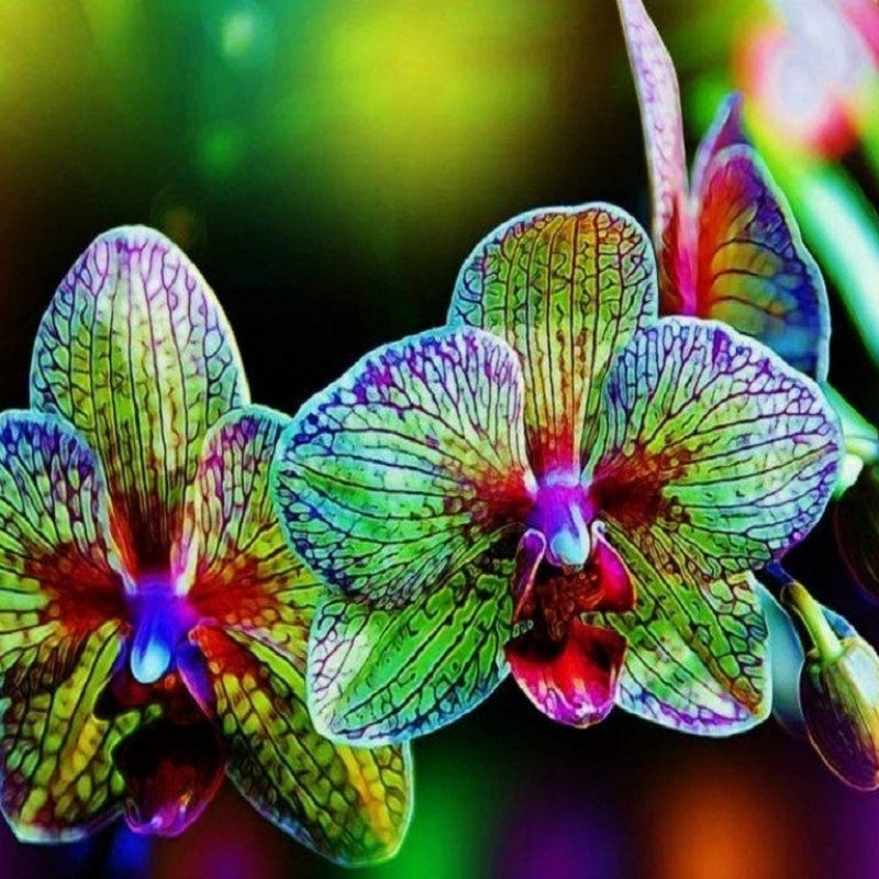 10 Best Rainbow Flower Wallpaper Desktop FULL HD 1920×1080 For PC Background 2024 free download flowers buds colors nature rainbow flowers flower desktop wallpaper 800x800
