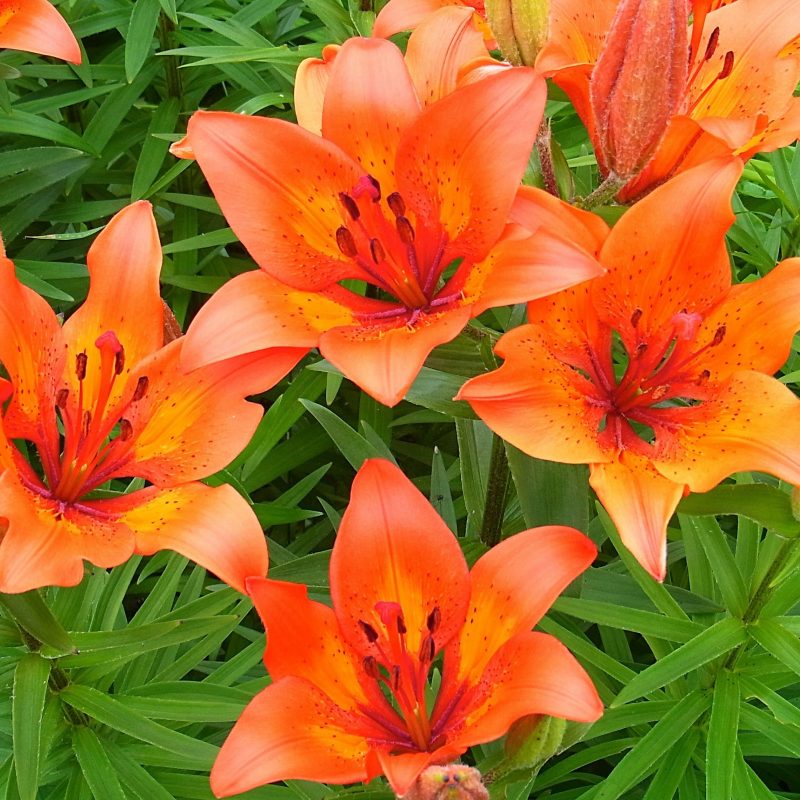 10 Top Pictures Of Tiger Lilies FULL HD 1080p For PC Desktop 2024 free download flowers nature flowers tiger lilies garden orange beautiful flower 800x800
