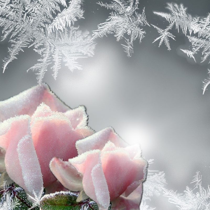 10 Most Popular Winter Flowers Wallpaper Backgrounds FULL HD 1080p For PC Desktop 2024 free download flowers persona rose roses glow cold frozen frost bright firefox 800x800