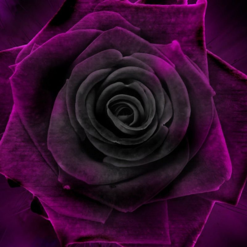 10 Most Popular Black And Purple Flower Wallpaper FULL HD 1920×1080 For PC Background 2021 free download flowers rose velvet purple black flower wallpapers photos for hd 16 800x800