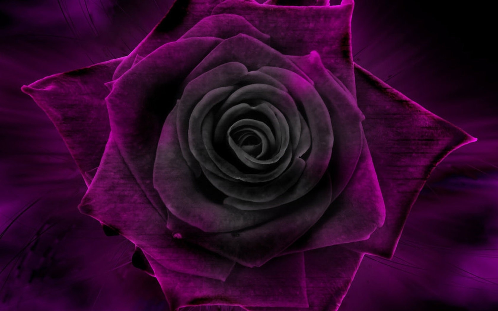 10 Most Popular Black And Purple Flower Wallpaper FULL HD 1920×1080 For