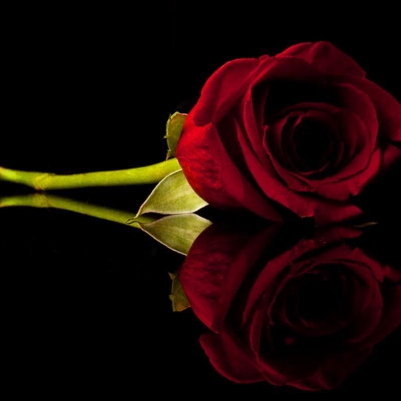 10 Best Roses On Black Background FULL HD 1920×1080 For PC Background 2021 free download flowers roses black background red rose fresh hd wallpaper red 800x800
