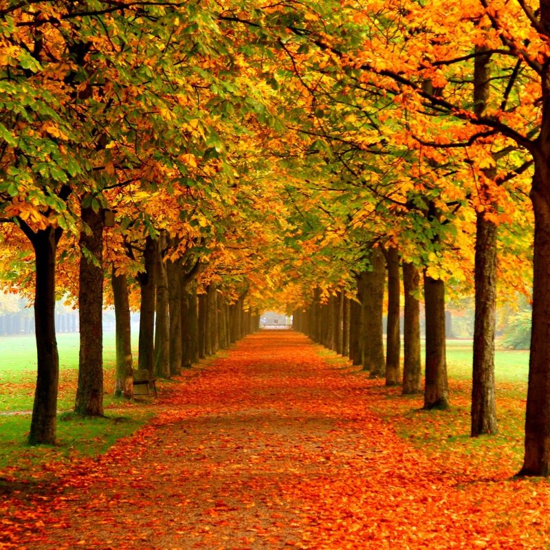 10 Best Fall Nature Desktop Background FULL HD 1080p For PC Desktop 2023 free download forests park autumn leaves static red orange road trees fall nature 800x800