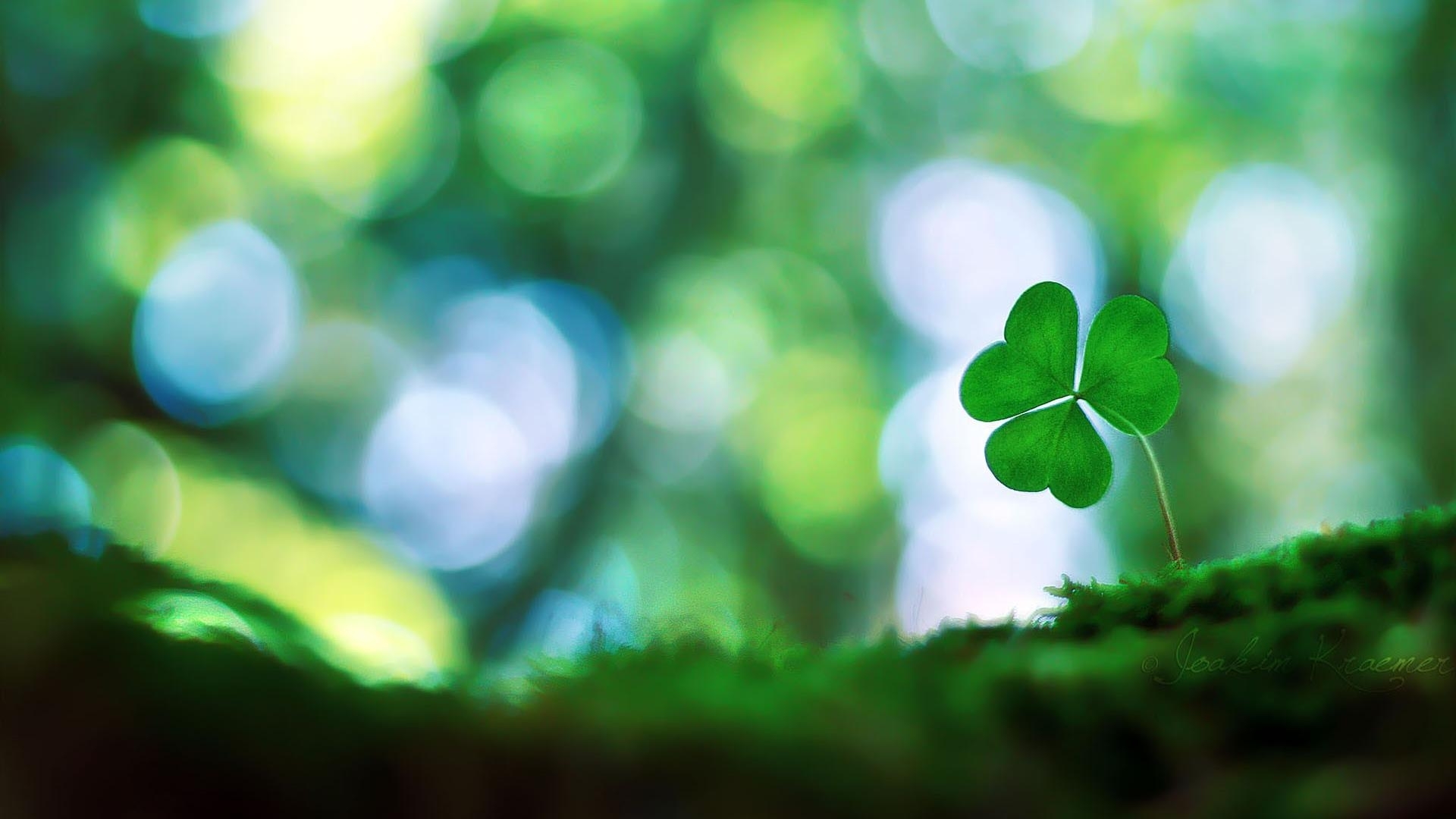 10 Top Four Leaf Clover Wallpaper FULL HD 1920×1080 For PC Background 2023