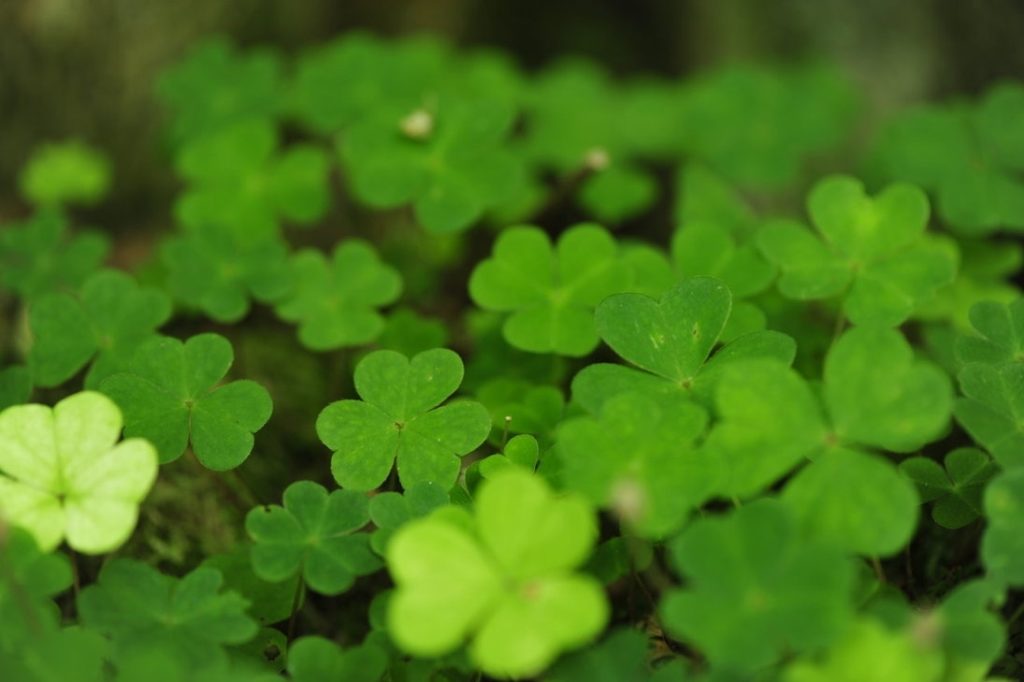 10 Latest 4 Leaf Clover Wallpapers FULL HD 1080p For PC Background 2021