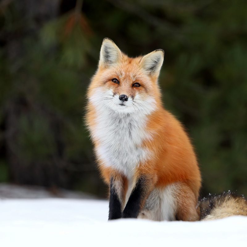10 Best Red Fox Hd Wallpaper FULL HD 1920×1080 For PC Desktop 2024 free download foxes images red fox hd wallpaper and background photos 40437490 800x800