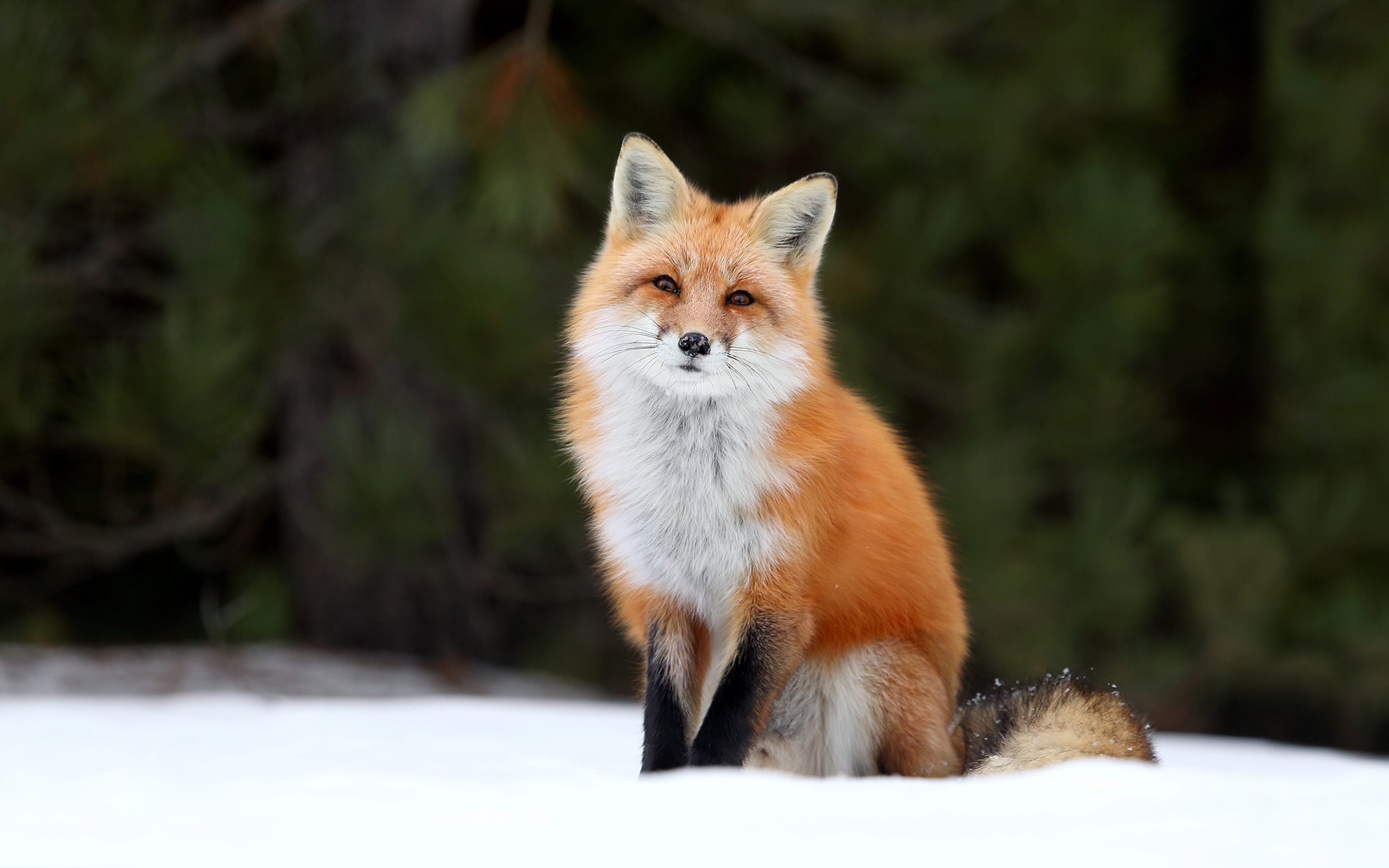 Red fox 4. Лисица обыкновенная лисица. Огнёвка Вятская лиса. Красивая лиса. Рыжая лиса.
