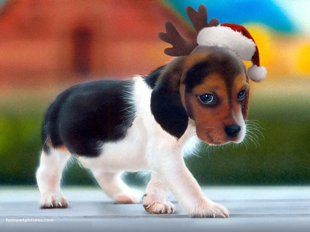 10 New Cute Puppy Christmas Pictures FULL HD 1920×1080 For PC Background 2024 free download foxhound puppies american foxhound puppies pc wallpaper for 1024x768