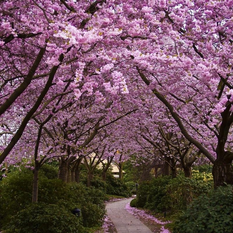 10 Latest Cherry Blossom Desktop Wallpaper FULL HD 1080p For PC Desktop 2024 free download free 1920x1080 cherry blossom garden wallpapers full hd 1080p 800x800