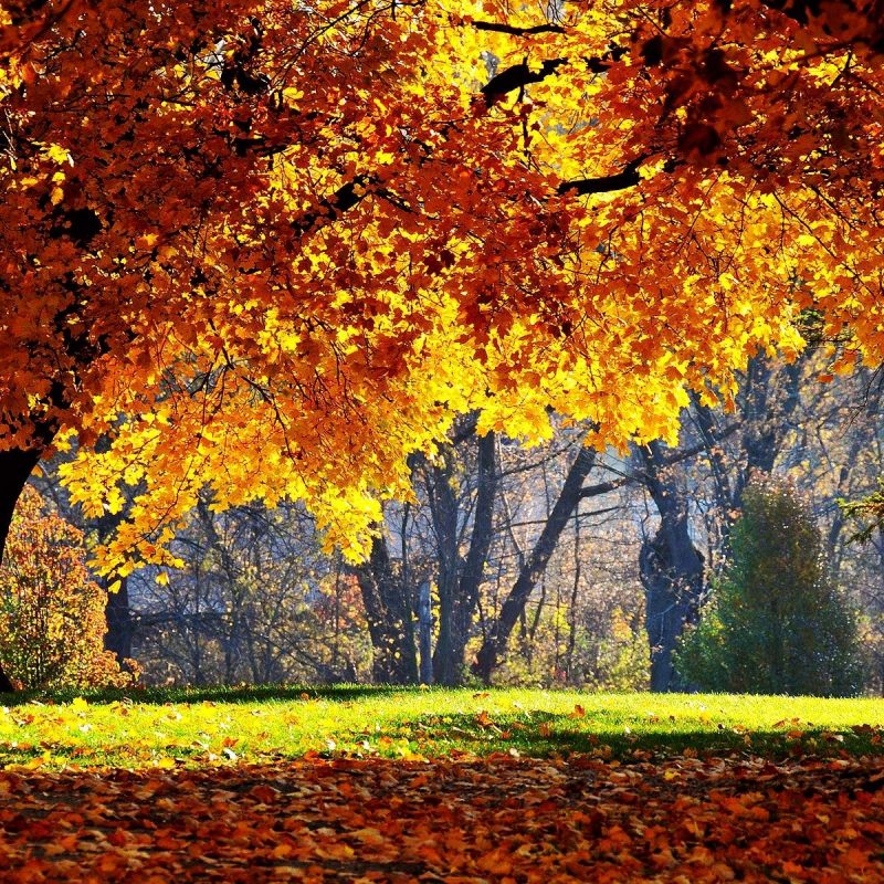 10 Most Popular Autumn Wallpaper For Pc FULL HD 1920×1080 For PC Background 2024 free download free autumn desktop wallpaper backgrounds wallpaper cave 6 800x800