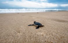 free baby sea turtle chromebook wallpaper ready for download